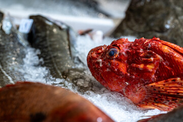fresh scorpion fish next to other fresh fish in a display on ice