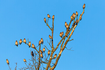 Stado jemiołuszek na suchym drzewie © KoLesfot