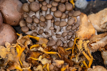 overhead view of a sample of different types of edible mushrooms