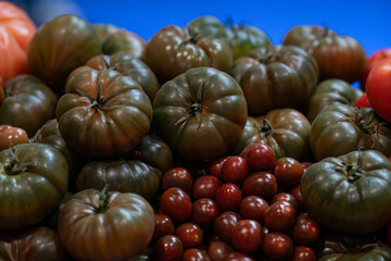 mix of different types of organic tomatoes such as raf tomato and black cherry tomato - obrazy, fototapety, plakaty