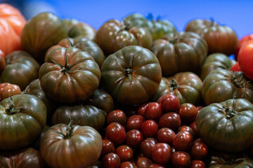 mix of different types of organic tomatoes such as raf tomato and black cherry tomato - obrazy, fototapety, plakaty