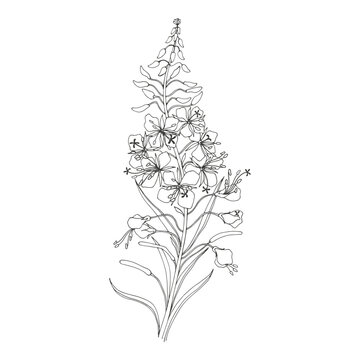 Willow herb. Fireweed. Hand drawn ink sketch botanical illustration on white. Vector graphic flower, line art design. Perfect for packaging tea, greeting card, medicine plant.