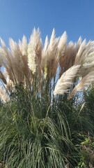 Pampas grass with silver ears against a blue sky.  Flowering Cortaderia selloana 