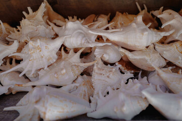 Close up details lots of seashells. Summer exotic souvenirs
