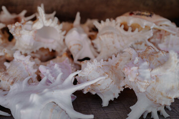 Close up details lots of seashells. Summer exotic souvenirs