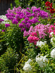Traditional colorful flower box at the Alps and Dolomites. Summer time. Mix of flowers and colors. General contest of the European Alps