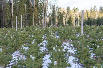 Guardians of the Pine: Preserving Nature's Legacy in Sustainable Forestry Practices. Safeguarding Tomorrow's Forests: Nurtured Pine Saplings in the Embrace of Sustainable Stewardship