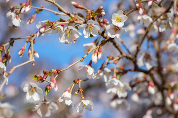 Prunus incisa Kojou-no-mai flowering early spring ornamental tree, beautiful small bright white flowers in bloom on branch