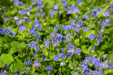 Veronica chamaedrys germander speedwell flowering plant, small flowers with deep blue petals in bloom