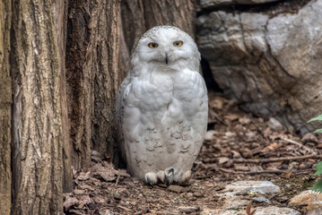 portrait of a beautiful snowy owl