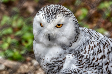 portrait of a beautiful snowy owl