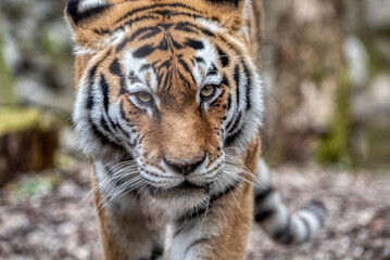 Amur tiger walking. Danger animal.