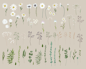 Vector set of white filed flowers and plants. Big collection of dandelions, daisies, chamomile, leaves, branches, twigs, and berries. Hand-drawn flat vector illustration.