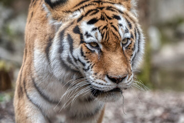 Fototapeta premium Amur tiger walking. Danger animal.