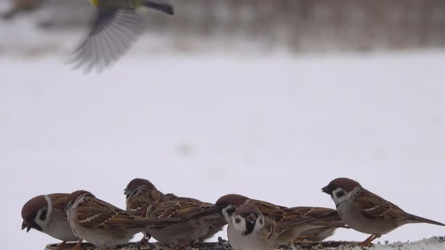 One group of birds of sparrows eat from the feeder.