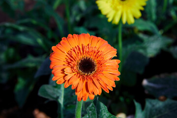 Close-up view of orange Gerbera flower blooming in the garden