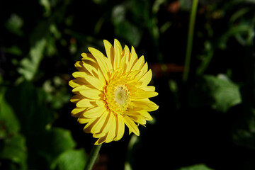 Close-up view of yellow Gerbera flower blooming in the garden