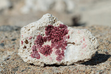 Piece of dead coral with rests of red coral structure. Detail shot.