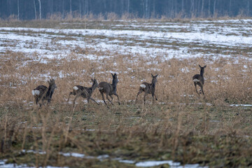 Deer Running Across the Field. Graceful Deer Sprinting Across Rural Landscape. Elegant Wildlife Moment: Deer on the Move. Dynamic Deer Movement Across Open Field. 