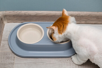 domestic cat eats from a bowl standing on the floor.