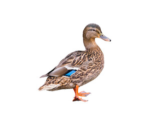 female mallard duck isolated on white background