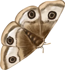 Foto op Plexiglas watercolor insect moth © baddesigner
