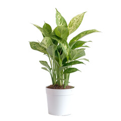 Potted Peace Lily Plant Vector