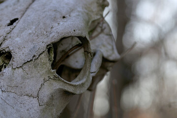 close up of an old animal skull in the forest
