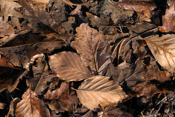 brown dried leaves lying in the mud