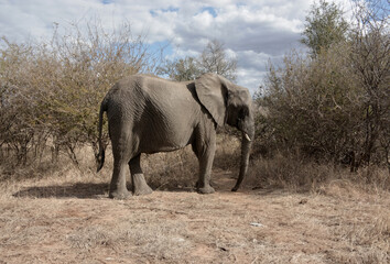 Elephants grazing and wolking in the veldt