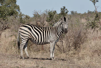 Fototapeta na wymiar Zebra watching