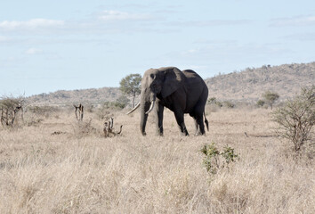 Obraz na płótnie Canvas Elephant bull walking in the veldt