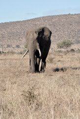 Elephant bull walking in the veldt