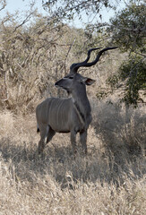 Greater Kudu bull