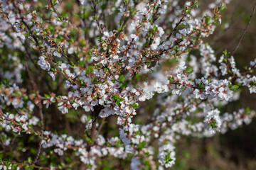The lush spring blossoms of the cherry tree
