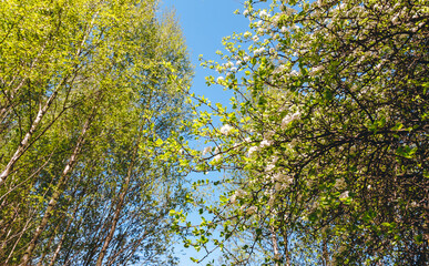 A blossoming apple tree with white flowers and high birches on blue sky background in sunny day. Competing plants. The garden is located next to a park or forest. Spring season. Beauty in nature