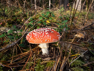 Big, red poisonous mushroom Fly Agaric (Amanita Muscaria) mushroom with white warts and visible white veil in a forest surrounded with green grass and moss