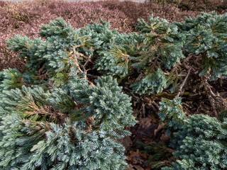 Dwarf evergreen shrub  - Flaky juniper or singleseed juniper (juniperus squamata )'Blue star' with dense, sparkling silver-blue foliage growing in a rock garden in the spring