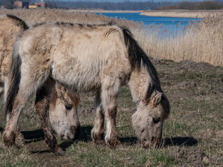 Young foal of the semi-wild Polish Konik horse with furry coat eating grass in floodland meadow in spring. Wild horses