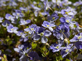 Obraz premium Slender, creeping threadstalk speedwell or Whetzel weed (Veronica filiformis) flowering with four lobed blueish with white tip flowers
