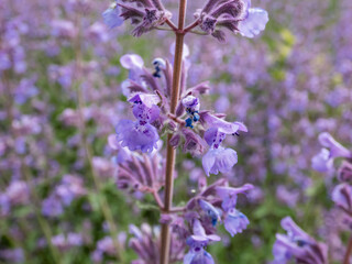 The Catmint and Faassen's catnip (Nepeta × faassenii) flowering with showy, abundant, two-lipped, trumpet-shaped, soft lavender flowers, from spring through autumn