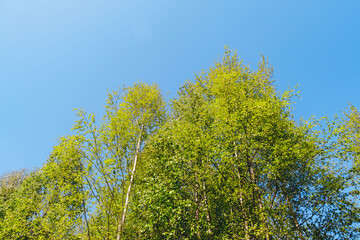 The tops of birch trees against the blue sky on a sunny day. Springtime. Birch Grove. Logging concept. Fast growing plant. Copy space. Forest landscape. High tree. Lush crown with green leaves