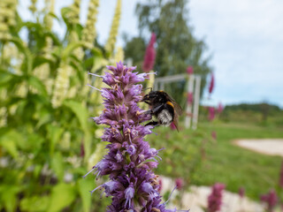 Macro shot of a bumblebee (bombus) collecting pollen from a purple flower in garden in summer