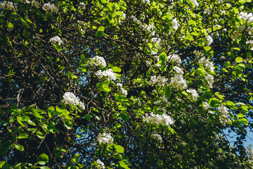 White flowers of blossoming apple tree. Close-up. Springtime. Blooming orchard. April and May. Garden plant. Beauty of nature. Garden details. Healthy fruit branch. Sunny weather. Blurred background