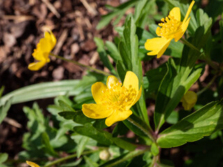 Macro of single flower Yellow anemone, yellow wood anemone, or buttercup anemone (Anemone ranunculoides) blooming in spring