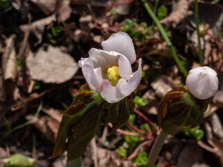 Himalayan may apple or Indian may apple (Sinopodophyllum hexandrum) with glossy green, drooping, lobed leaves bearing a pink flower in spring