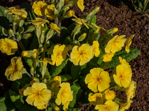 The polyanthus primrose or false oxlip (Primula polyantha) 'Lutea' flowering with yellow flowers in spring