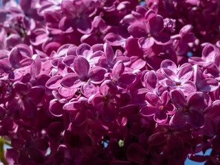 Common Lilac (Syringa vulgaris) 'Poltava' blooming with single flowers in beautiful shades of...