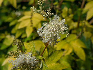 The Meadowsweet or mead wort (Filipendula ulmaria) 'Aurea' has bright golden foliage and blooms with delicate, creamy-white flowers clustered close together in cymes