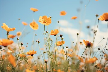 flowers are growing in a field at sunny day
